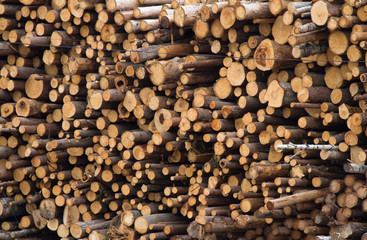 Forest trees log trunks felled by the logging timber industry