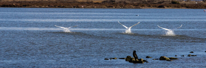 flight of three swans