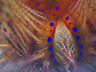 Seeigel Detail, Detail of a Sea Urchin (Asteropyga radiata)