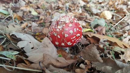 Fly agaric will mushroom