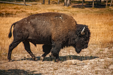 Bison, Yellowstone National Park, Wyoming, USA