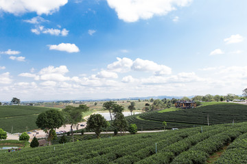 Fototapeta na wymiar Green tea field and blue sky background
