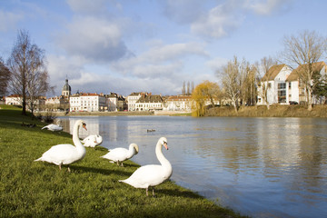 Obraz premium Swan in Chalon sur Saone, France.