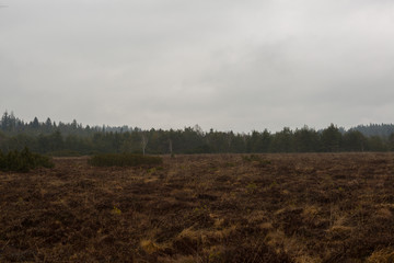 Fototapeta na wymiar Schönramer Moor im Winter