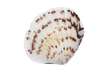 Sea shell on a white background