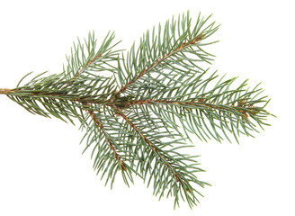 branch of spruce with needles. isolated on white background