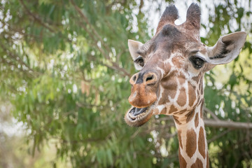 Giraffe eating leaves