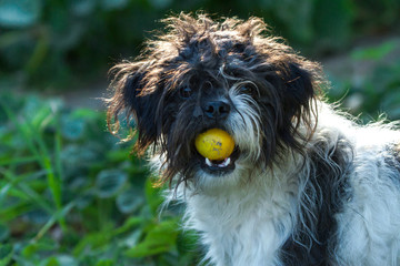 Shaggy dog with tomato