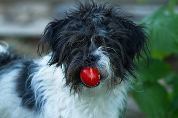 Shaggy dog with tomato