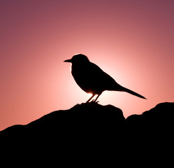 Bird silhouette.