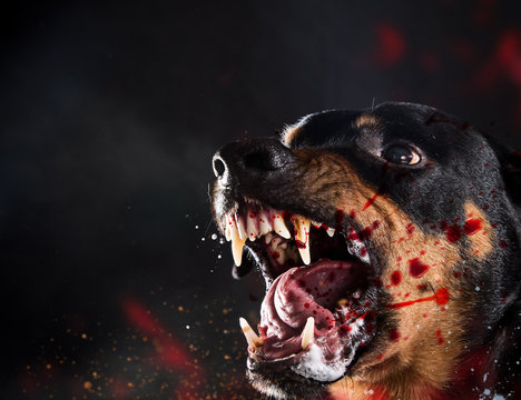 Scary Dog Pictures  Download Free Images on Unsplash