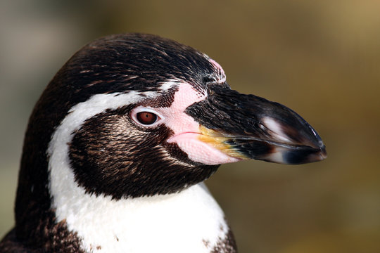 Magellanic Penguin (Spheniscus magellanicus).