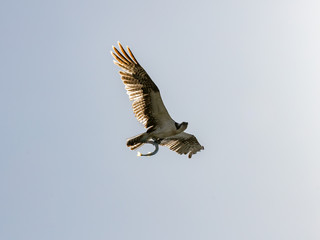 Osprey (Sea Hawk) flying with fish, Sanibel Island, Florida, USA