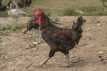 Chicken house. Hen house. Chicken kingdom. Poultry farm.