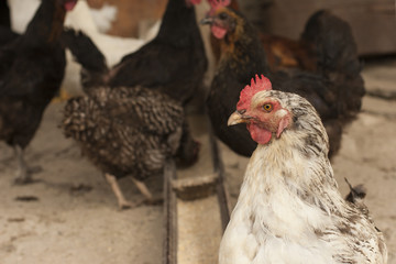 Chicken house. Hen house. Chicken kingdom. Poultry farm.