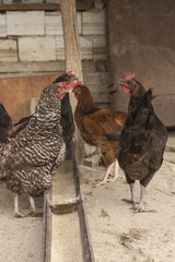 Chicken house. Hen house. Chicken kingdom. Poultry farm.