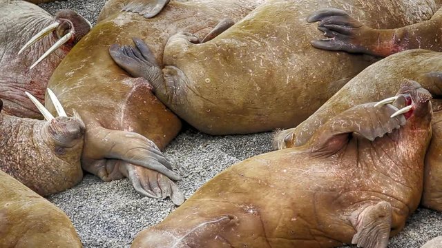 Atlantic walruses at haul out sites are sleeping
