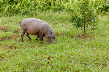 bearded pig eating green grass