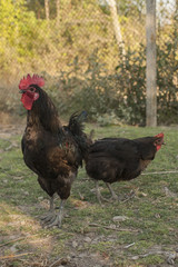 Chicken house. Hen house. Chicken kingdom. Poultry farm.