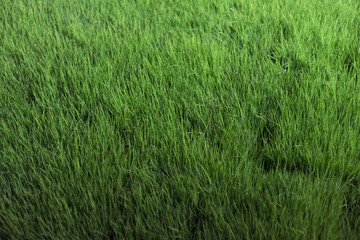 Green grass from a field