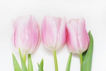 Three Pink Tulips Isolated on a White Background. Spring Time. Mothre's Day. women's Day.