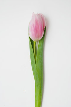 Isolated Pink Tulip - Spring Time. Vertical image. Mother's Day. Women's Day.