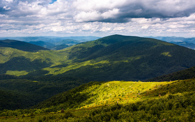 Obraz premium grassy slopes of Carpathian mountains. beautiful summer landscape on a cloudy day. location Runa mountain, Ukraine