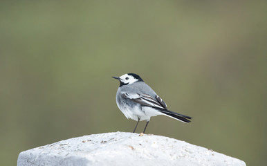White Wagtail (Motacilla alba) on the pillar