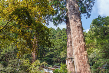 Fototapeta premium 京都鞍馬 由岐神社の御神木大杉