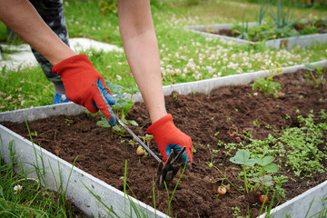 Woman handling strawberry on kitchen-garden bed.