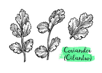 Coriander ink sketch.