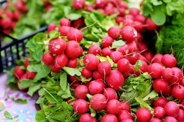 Bunches of fresh radish sold on farmer's market