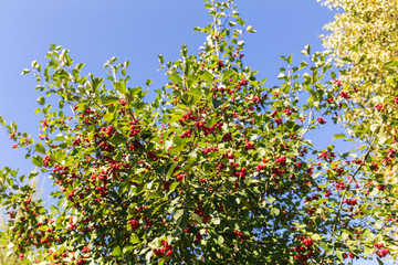 Fototapeta premium hawthorn bush with ripe berries