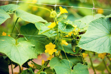 Young shoots of cucumbers in the garden