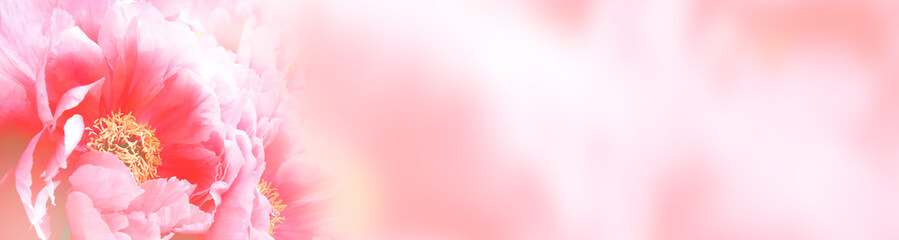 Panele Szklane  Piękne tło kwiatowe - Baner, Panorama