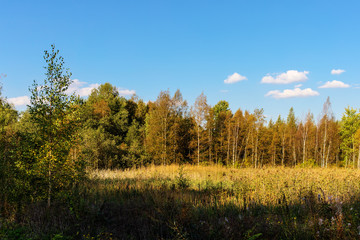 Fototapeta na wymiar forest in early autumn
