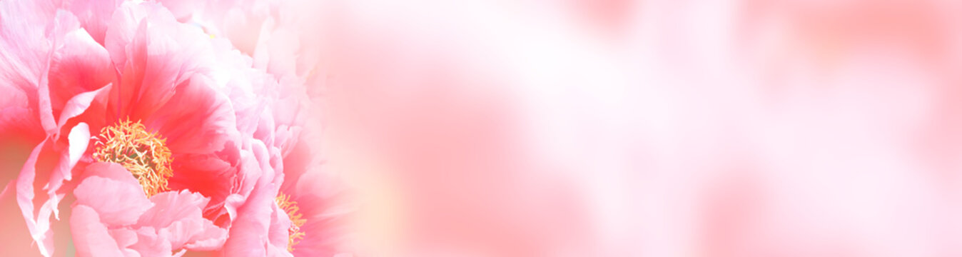 Fototapeta Beautiful flower background  -  Banner, Panorama