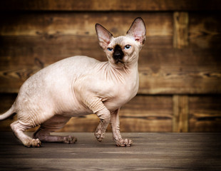 cat breed of Canadian Sphynx on a wooden background
