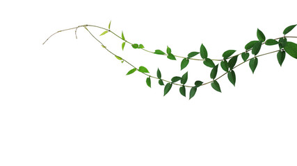 Heart shaped green leaf wild climbing vine liana plant isolated on white background, clipping path included.