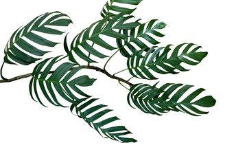 Dark green leaves of native Monstera philodendron plant growing in wild, the tropical forest plant, evergreen vine isolated on white background, clipping path included. © Chansom Pantip