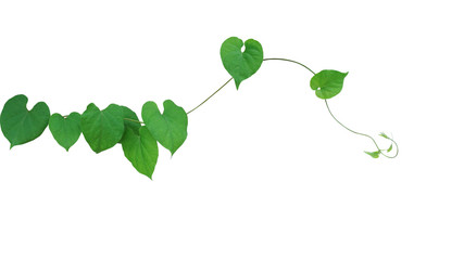Heart-shaped green leaf climbing vine plant, Cowslip creeper (Telosma cordata) isolated on white background, clipping path included.
