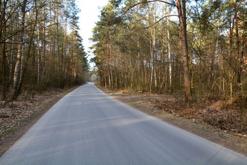 droga asfaltowa przez las