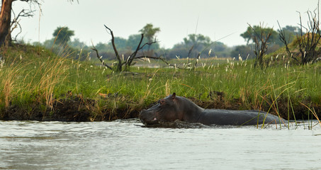 Male hippo