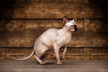 cat breed of Canadian Sphynx on a wooden background