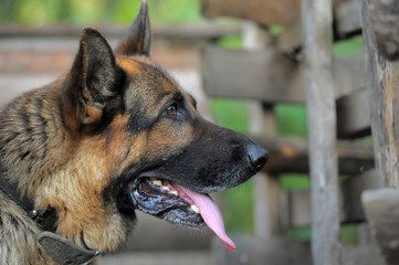 a portrait of an old German shepherd sticking out her tongue in profile