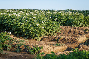 Fototapeta na wymiar Potato flowers blooming in the field. Field with flourishing potato plants (Solanum tuberosum). Agricultural field of potato plant.