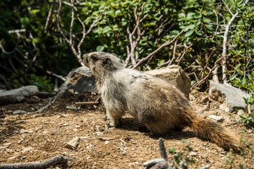 Marmot