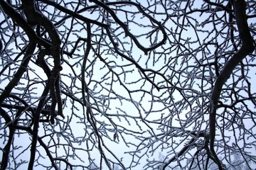 Obraz premium Branches covered with hoarfrost. Beautiful white winter.