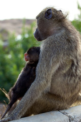 Chacma baboon mother with young