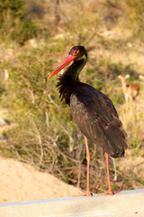 African Openbill